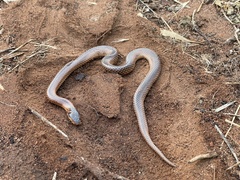 Suta nigriceps