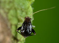 Halticus luteicollis