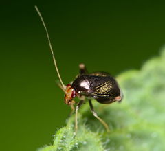 Halticus luteicollis