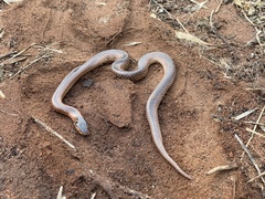 Suta nigriceps