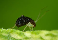 Halticus luteicollis