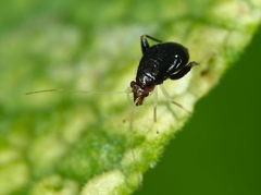 Halticus luteicollis