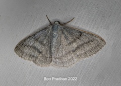 Lomographa platyleucata