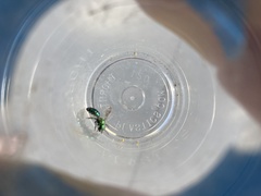 Hoplitis fulgida