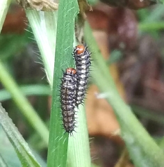 Insecta