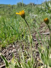 Arnica sororia
