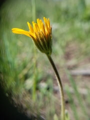 Arnica sororia