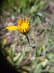 Arnica sororia
