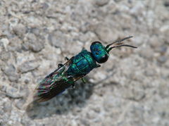 Trichrysis cyanea