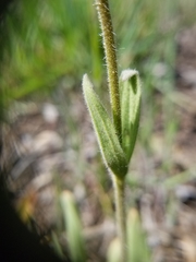 Arnica sororia