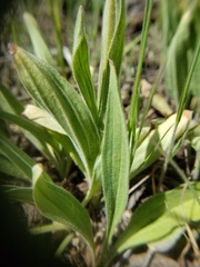 Arnica sororia