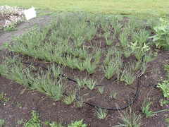 Sisyrinchium hitchcockii