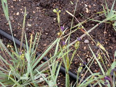 Sisyrinchium hitchcockii