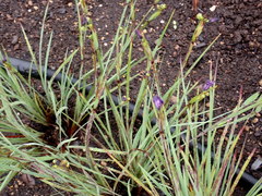 Sisyrinchium hitchcockii