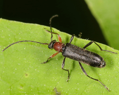 Grammoptera haematites