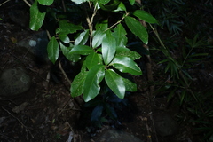 Croton acronychioides