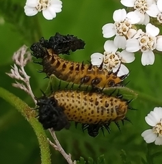 Chelymorpha cassidea