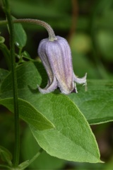 Clematis pitcheri pitcheri