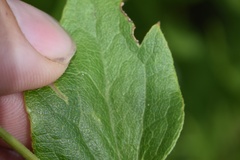 Clematis pitcheri pitcheri