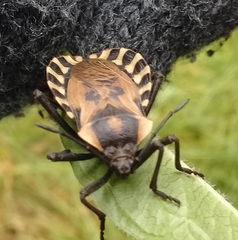 Spartocera alternata