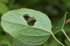 Clematis pitcheri pitcheri
