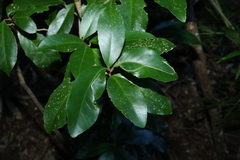 Croton acronychioides