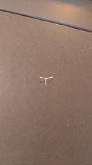 Hellinsia homodactylus