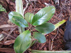 Brachyglottis buchananii