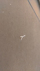 Hellinsia homodactylus