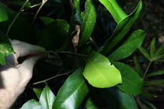 Croton acronychioides