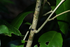 Croton acronychioides