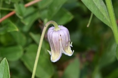 Clematis pitcheri pitcheri