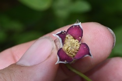 Clematis pitcheri pitcheri