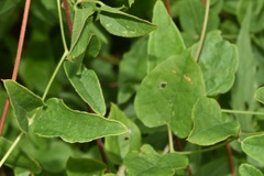 Clematis pitcheri pitcheri