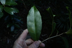 Croton acronychioides