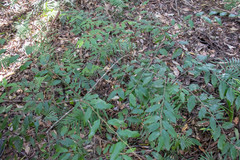 Petalostigma triloculare