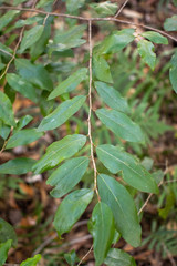 Petalostigma triloculare