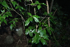Croton acronychioides