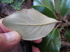 Brachyglottis buchananii
