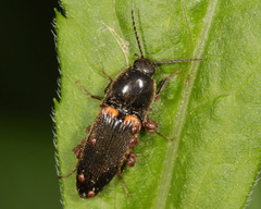 Ampedus semicinctus