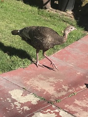 Meleagris gallopavo