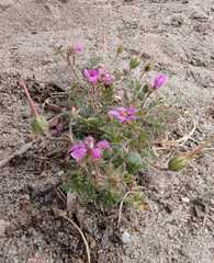 Erodium cicutarium