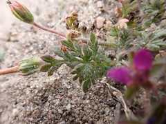 Erodium cicutarium