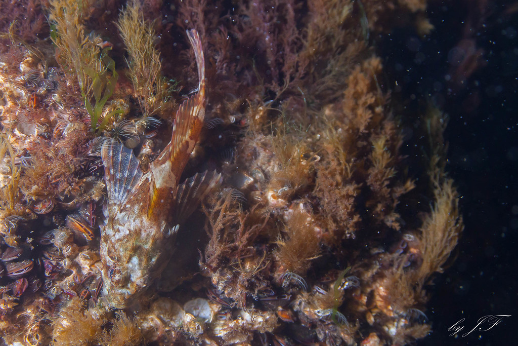 Micrenophrys