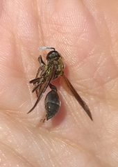 Polybia chrysothorax