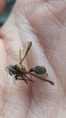 Polybia chrysothorax