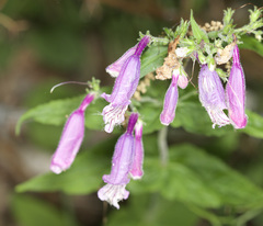 Penstemon smallii