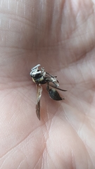 Polybia chrysothorax