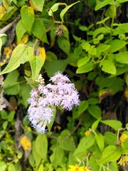 Aristeguietia lamiifolia