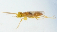 Lonchodryinus flavus